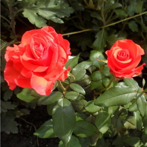 Корвет чайно-гібридна троянда. Photo 3